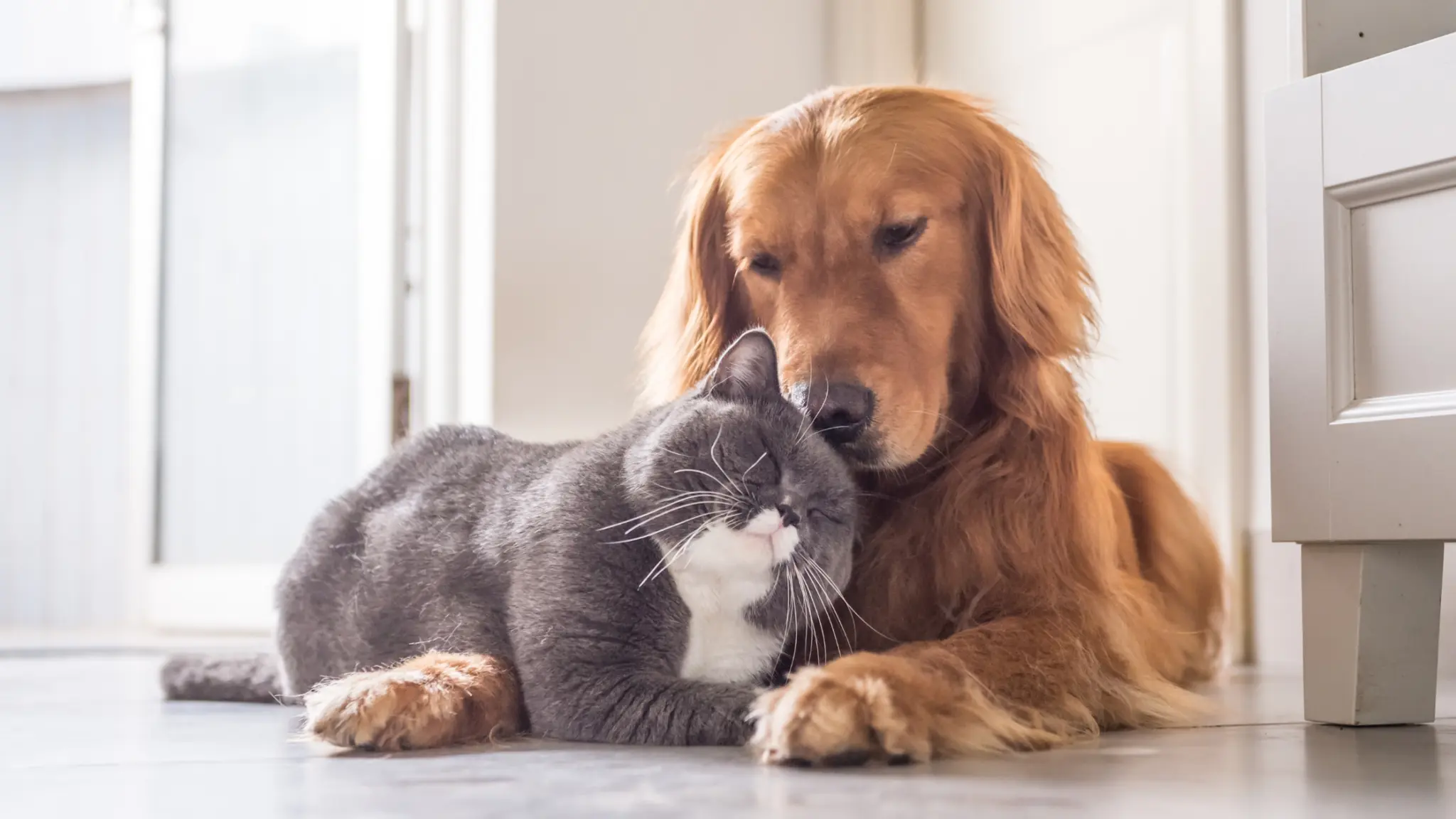 pets